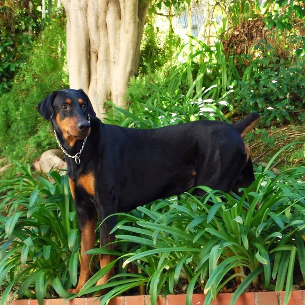 Meet your Posher, Elena